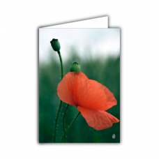 Greeting card | Poppy